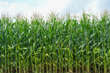 green corn field with corn cob 