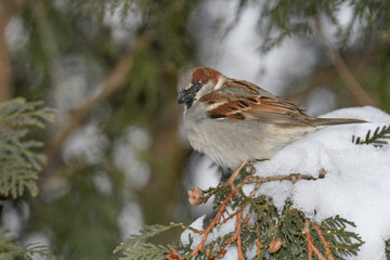 A sparrow bird perched on a branch with a winter background.