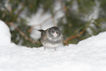 A sparrow bird on the ground with snow and a winter background.