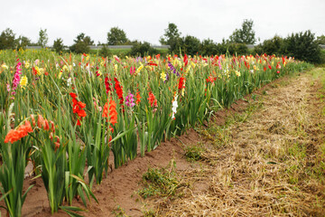 Field Colorful Gladioli For Sale