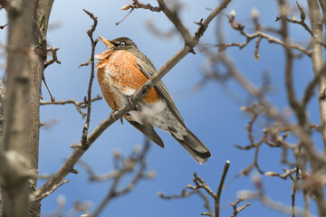 An American robin bird perched on a branch with a winter background.