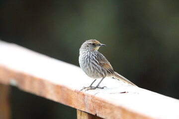The many-striped canastero (Asthenes flammulata) is a species of passerine bird in the family Furnariidae (Ovenbirds) that is native to the Andes in Colombia, Ecuador, and Peru. This photo was taken i