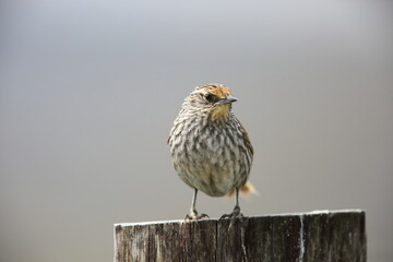 The many-striped canastero (Asthenes flammulata) is a species of passerine bird in the family Furnariidae (Ovenbirds) that is native to the Andes in Colombia, Ecuador, and Peru. This photo was taken i