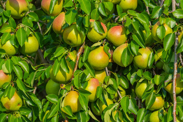 Ripe organic cultivar pears in the garden