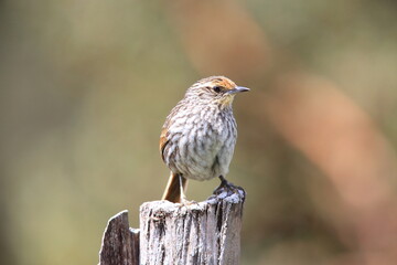 The many-striped canastero (Asthenes flammulata) is a species of passerine bird in the family...