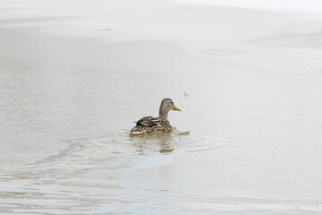 A mallard duck bird swimming in a frozen winter lake.
