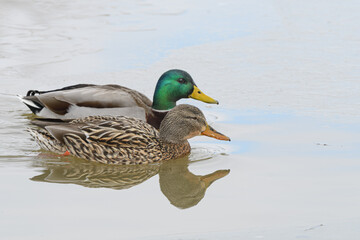 Obraz premium Mallard duck birds swimming in a frozen winter lake.