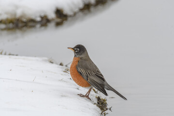 An American robin bird on the ground in snow with a winter background.