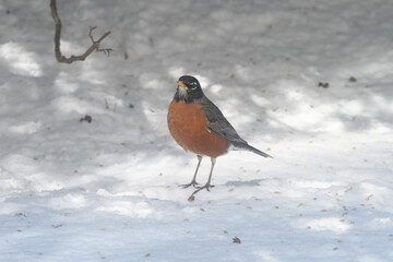 An American robin bird on the ground in snow with a winter background.