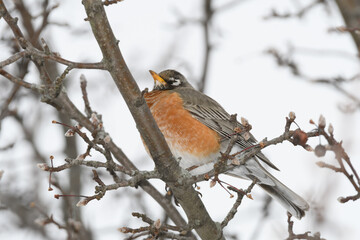 An American robin bird perched on a branch with a winter background.