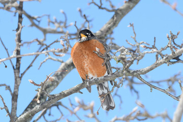 An American robin bird perched on a branch with a winter background.