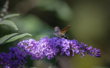 hummingbird hawk-moth feeding on a butterfly bush in the meadow in summer