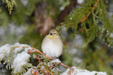 A yellow finch bird perched on a branch with a winter background.