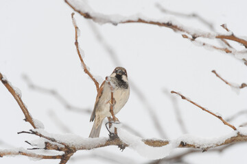 A sparrow bird perched on a branch with a winter background.