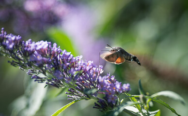 hummingbird hawk-moth feeding on a butterfly bush in the meadow in summer