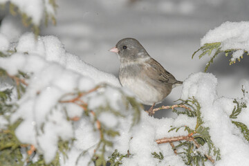 A sparrow bird perched on a branch with a winter background.