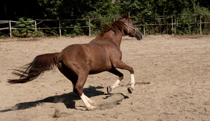 Chestnut Horse Running in a Field