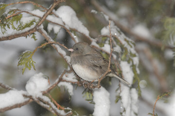 A sparrow bird perched on a branch with a winter background.