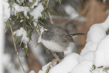 A sparrow bird perched on a branch with a winter background.