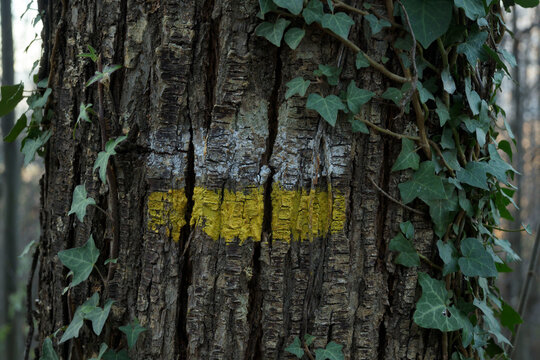 White and yellow paint mark on tree trunk bark next to climbing plants horizontal