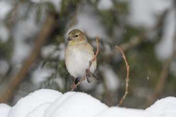 A yellow finch bird perched on a branch with a winter background.