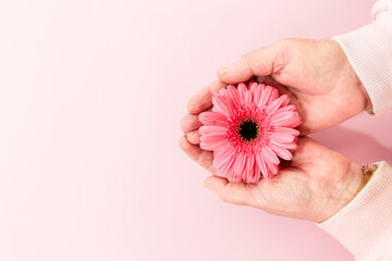 Feminine hands holding a soft pink Gerbera daisy against a pink background, perfect for breast cancer prevention posters or banners for Pink October campaigns