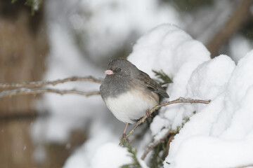 A sparrow bird perched on a branch with a winter background.