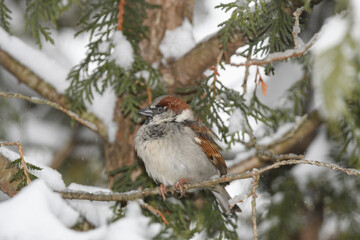 A sparrow bird perched on a branch with a winter background.
