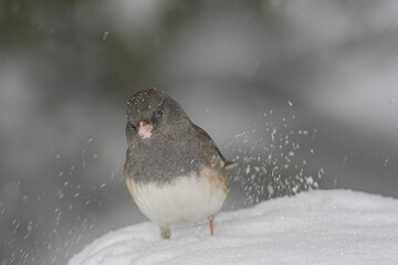 A sparrow bird on the ground with snow and a winter background.
