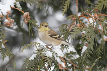 A house finch bird perched on a branch with a winter background.