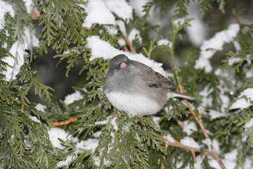 A sparrow bird perched on a branch with a winter background.