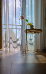 Modern room interior with open window in minimal style. Transparent tulle with morning sun rays on shadow background. Flower in vase on coffee table. Vertical photo. High quality photo