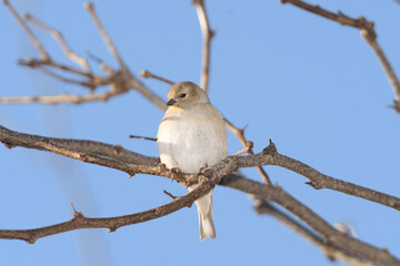 A house finch bird perched on a branch with a winter background.