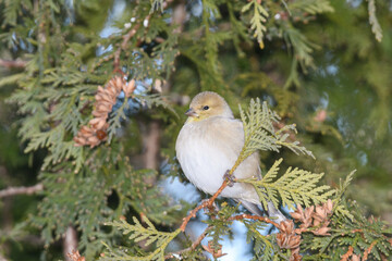A house finch bird perched on a branch with a winter background.