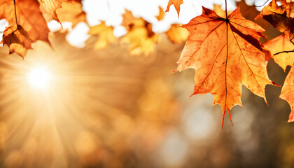 Naklejka na ściany i meble Bright sunset with maple leaves