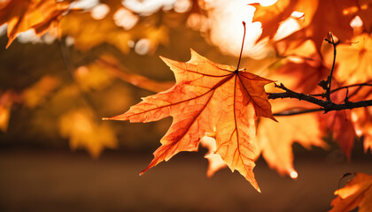 A maple leaf is falling
