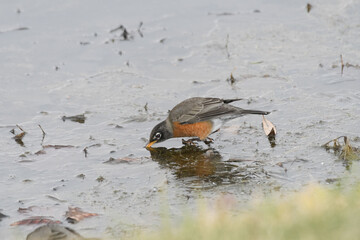 An American robin getting a drink from a frozen lake during winter.