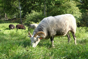 Sheep or rams with horns. Summer day. Stockholm, Sweden.