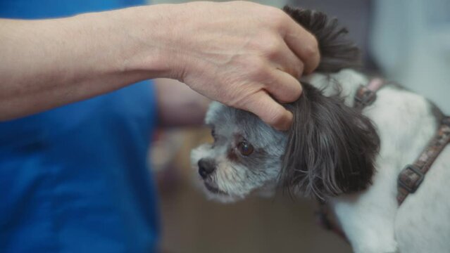 Veterinarian checking dog's ears during the inspection. Slow motion. 
