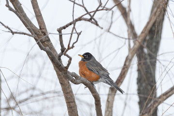 An American robin bird perched on a branch with a winter background.