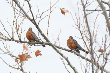 An American robin bird perched on a branch with a winter background.