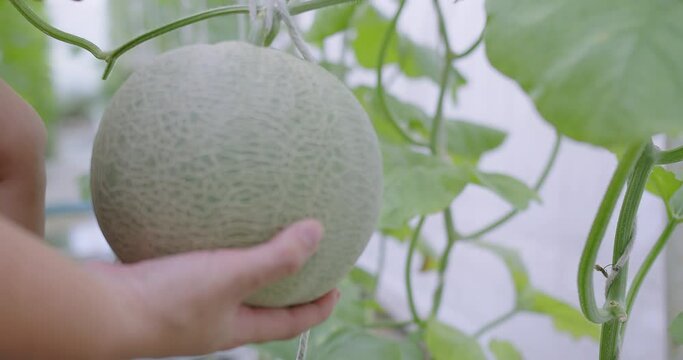 Closeup Farmer hand holding fresh green melon In Green House Of Melon Farm, farmer check melon, organic agriculture