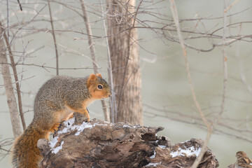 A squirrel in a tree with snow with a winter background.