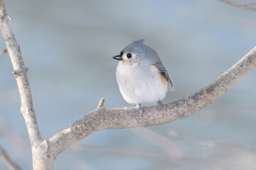 A titmouse bird perched on a branch with a winter background.