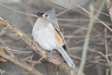 A titmouse bird perched on a branch with a winter background.
