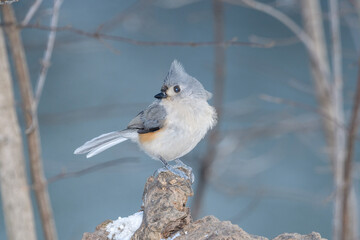 A titmouse bird perched on a branch with a winter background.