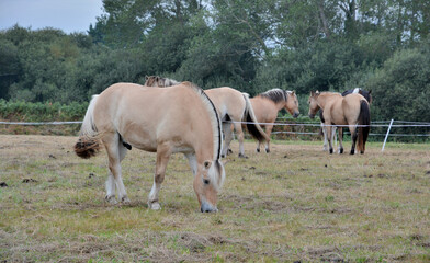 Naklejka na ściany i meble Jolis chevaux dans un pré en Bretagne