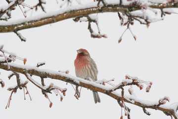 A house finch bird perched on a branch with a winter background.