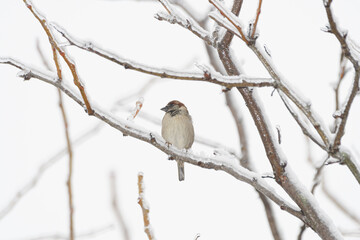 A sparrow bird perched on a branch with a winter background.