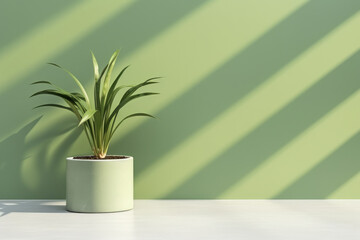 Potted plant placed in front of vibrant green wall. This image can be used to add touch of nature and freshness to any interior design or architectural project.
